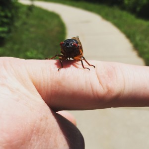17 year Cicada
