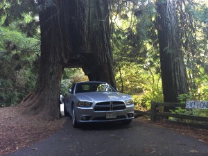 2015-10-11 14.20.22-1