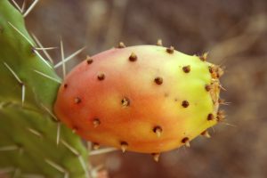 Opuntia_ficus-indica_fruit9